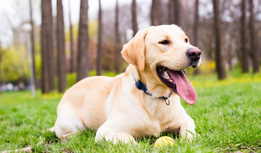 The Ultimate Guide to Africanis Dog Breed Health: Tips for Keeping Your Pup Happy and Healthy